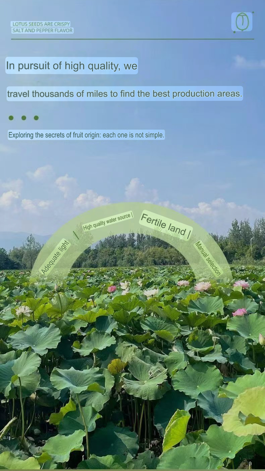 Natural Lotus Seed Crisps – Salt & Pepper Flavor - Image 8